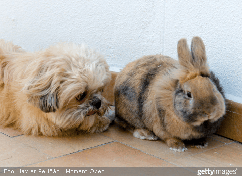 Attention à ne pas laisser votre lapin dans une pièce avec de la tapisserie, des fils électrique ou du téléphone apparents !